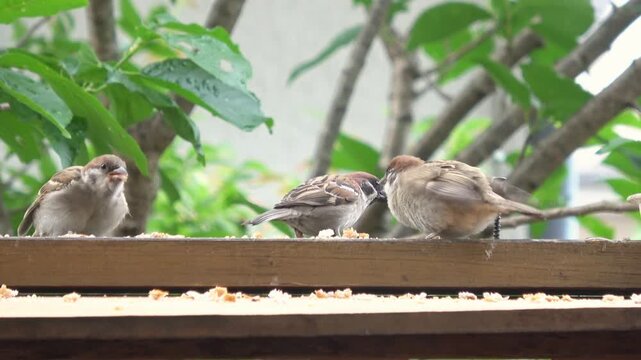 親鳥からエサをもらう複数のスズメの若鳥たち  雀の子育て  4K