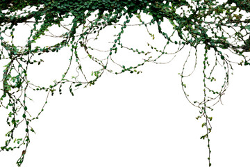 Obraz premium Green Ivy Vine Frame PNG Isolated on Transparent Background