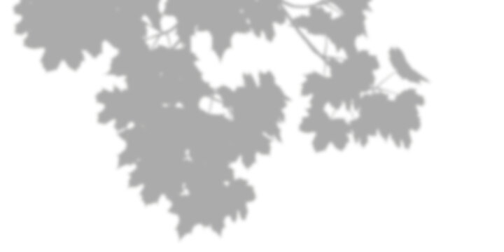 Relaxation serene shadow leaves overlay on transparent backgrounds 3d render png