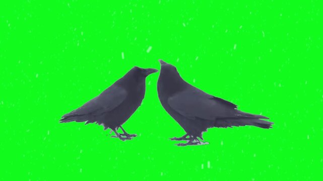 Two dark crows stand facing each other against a green screen background, with gentle snow falling, creating a dramatic wildlife scene perfect for compositing.