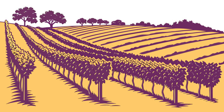 A vineyard with rows of grapevines and trees Vector