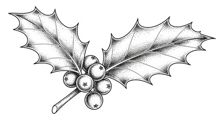 Detailed black and white illustration of holly berries and leaves on white background © Luqman