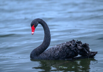 black swan, New Zealand