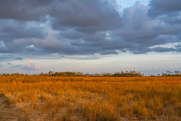 Fototapeta premium grassland in everglade national park under sunset light