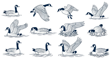 Canada Goose Vector Illustrations: Flying, Swimming, Nesting © gedang