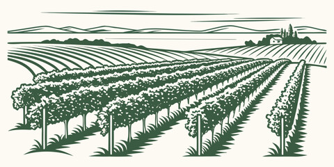 An old illustration of a large vineyard with rows of green vines Vector ©  MST RABEYA  BEGUM