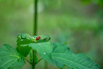 Obraz premium Harlequin ladybird or Asian lady beetle or Harmonia axyridis