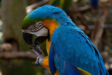 Obraz premium Guacamaya Azul