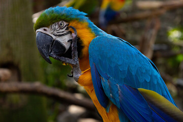 Obraz premium Guacamaya Azul