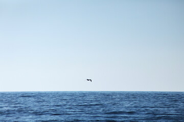 海上を飛ぶ海鳥