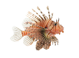 Fototapeta premium 白い背景に分離されたミノカサゴ