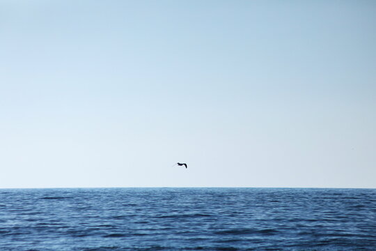 海上を飛ぶ海鳥