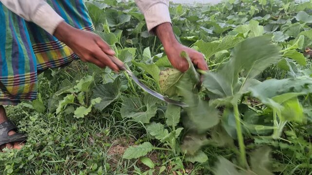 Farmer Harvesting Fresh Bottle Gourd Shoots in Bangladesh | RAW 4K