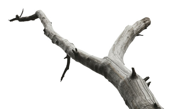 Weathered Driftwood Branch Isolated