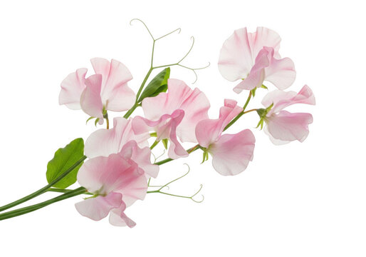 Delicate light pink sweet pea flowers on delicate stems isolated on transparent background
