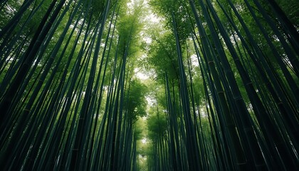 Fototapeta premium A mesmerizing low-angle view looking up into a dense bamboo forest with towering green stalks reaching towards the bright sky.