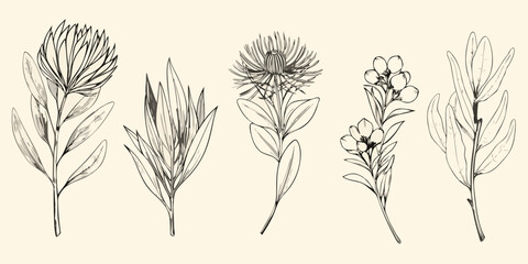 Botanical illustration of protea and eucalyptus branches in monochrome © ChandanaRani