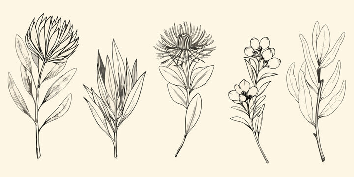 Botanical illustration of protea and eucalyptus branches in monochrome