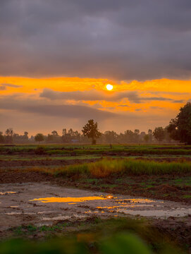 Beautiful sunrise over the rural rice field golden sun shining through clouds with dramatic sky.