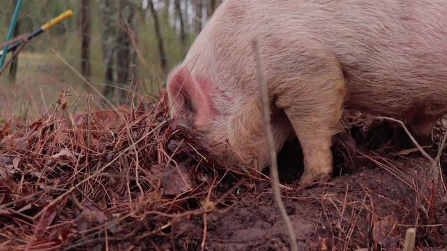 Side-view of Young Yorkshire Pig Foraging through Leaves and Straw in Woods