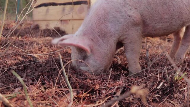 Young Female Yorkshire Pig Foraging through Leaves and Straw in Woods