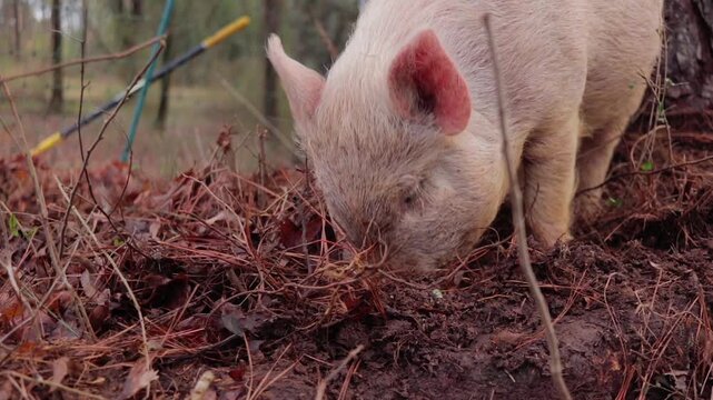 Closeup of Young Yorkshire Pig Sifting Through Leaves and Straw with Snout in Woods