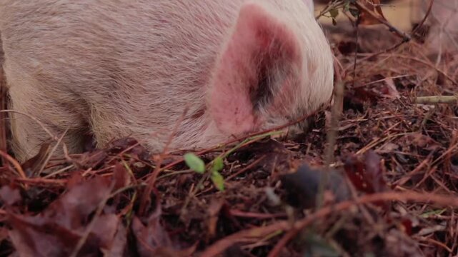 Macro Shot of Young Yorkshire Pig Sifting Through Leaves and Straw with Snout in Woods