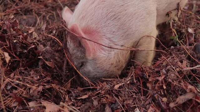 Overhead Shot Young Yorkshire Pig Digging Through Leaves and Straw with Snout in Woods
