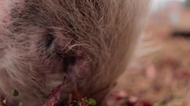 Macro Shot of Yorkshire Pig Foraging Through the Ground