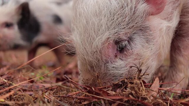 Tight Shot of Yorkshire Piglet Nosing Through the Ground 