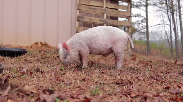 Young Yorkshire Pig Foraging Through Ground In Front of Barn