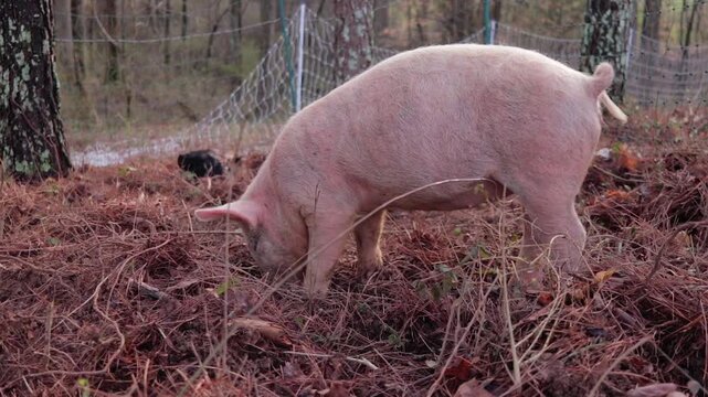 Parallax of Female Yorkshire Piglet Foraging Ground in the Woods