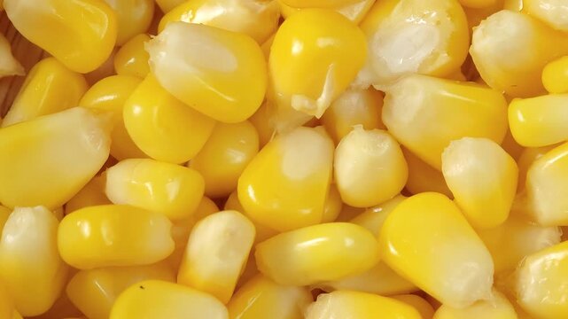Close-up of fresh sweet corn.	