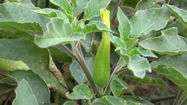 Close-Up of Lush Green Broad Leaves on Wild Herb Plant &mdash; Macro Botanical Nature Photography of Medicinal Foliage