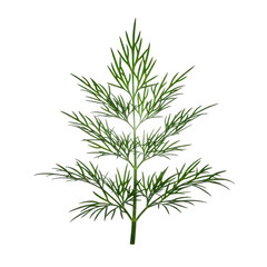 Obraz premium 3d dill sprig isolated on transparent background