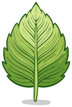 Stylized Green Leaf with Veins and Serrated Edges Isolated on White