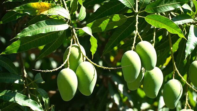 Tropical green mangoes ripening on a tree in sunlight
