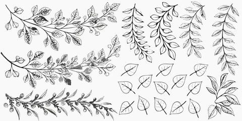 Delicate botanical illustration of sketched leaves and branches on white © John Lee
