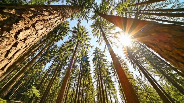 Sunlight filtering through towering redwood trees in a vibrant forest.