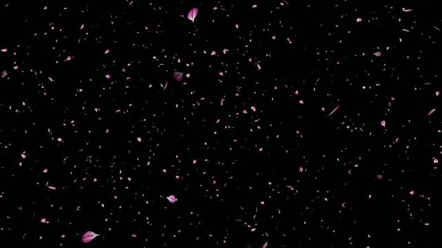 Cherry blossom petals falling gracefully on black background. Small leaves fall off spring easter overlay. Cherry blossom petals flying particle animation. Red rose petals rain falling love concept.