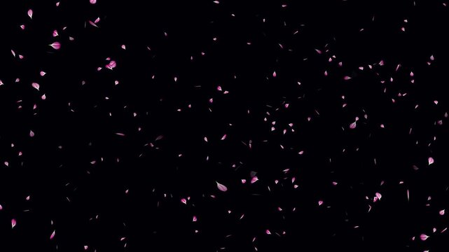 Cherry blossom petals falling gracefully on black background. Small leaves fall off spring easter overlay. Cherry blossom petals flying particle animation. Red rose petals rain falling love concept.