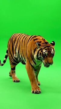 Versatile VFX Element with tiger slowly walking seamlessly looped on green screen real shot isolated chroma key perfect for digital composition cinema 3d mapping distortion, overlay, glitch, static