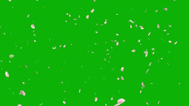 Pink cherry blossom flower petals flying on green screen background. Soft floral cherry blossom spray. Cinematic sakura cherry blossom petals falling animation. Spring easter overlay visual element.