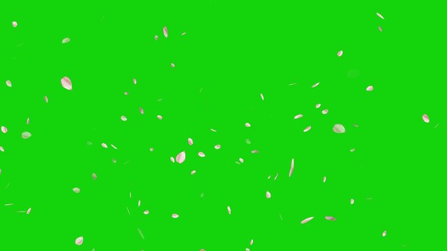Pink cherry blossom flower petals flying on green screen background. Soft floral cherry blossom spray. Cinematic sakura cherry blossom petals falling animation. Spring easter overlay visual element.