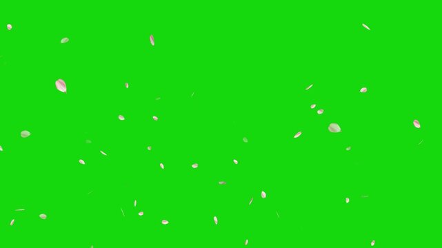 Pink cherry blossom flower petals flying on green screen background. Soft floral cherry blossom spray. Cinematic sakura cherry blossom petals falling animation. Spring easter overlay visual element.