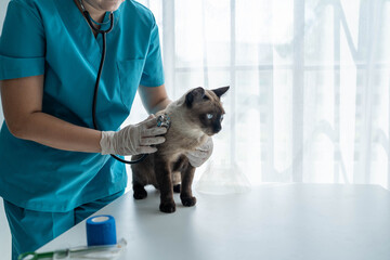 Veterinarian Treating Cat with Health Check and Vaccine at Clinic