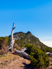 Weathered Tree Trunk on Hiking Trail Near Pico Ruivo Summit (Madeira, Portugal) © Christian Kaehler