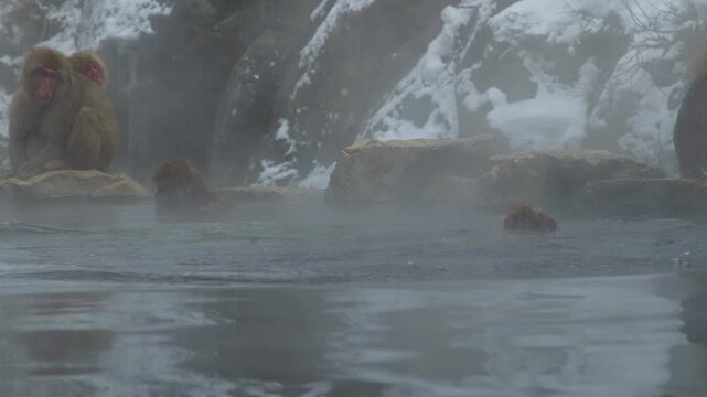 Dynamic footage of a Japanese Macaque jumping on a social companion while playing in the hot spring at Jigokudani Monkey Park. Filmed in Nagano, Japan