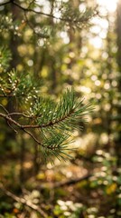 Close View of Pine Tree Branch in a Forest During Late Afternoon With Soft Light Filtering Through the Trees