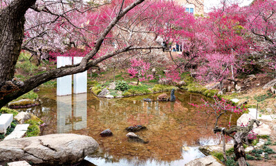 봄동산, 꽃동산에 활짝 핀 홍매화